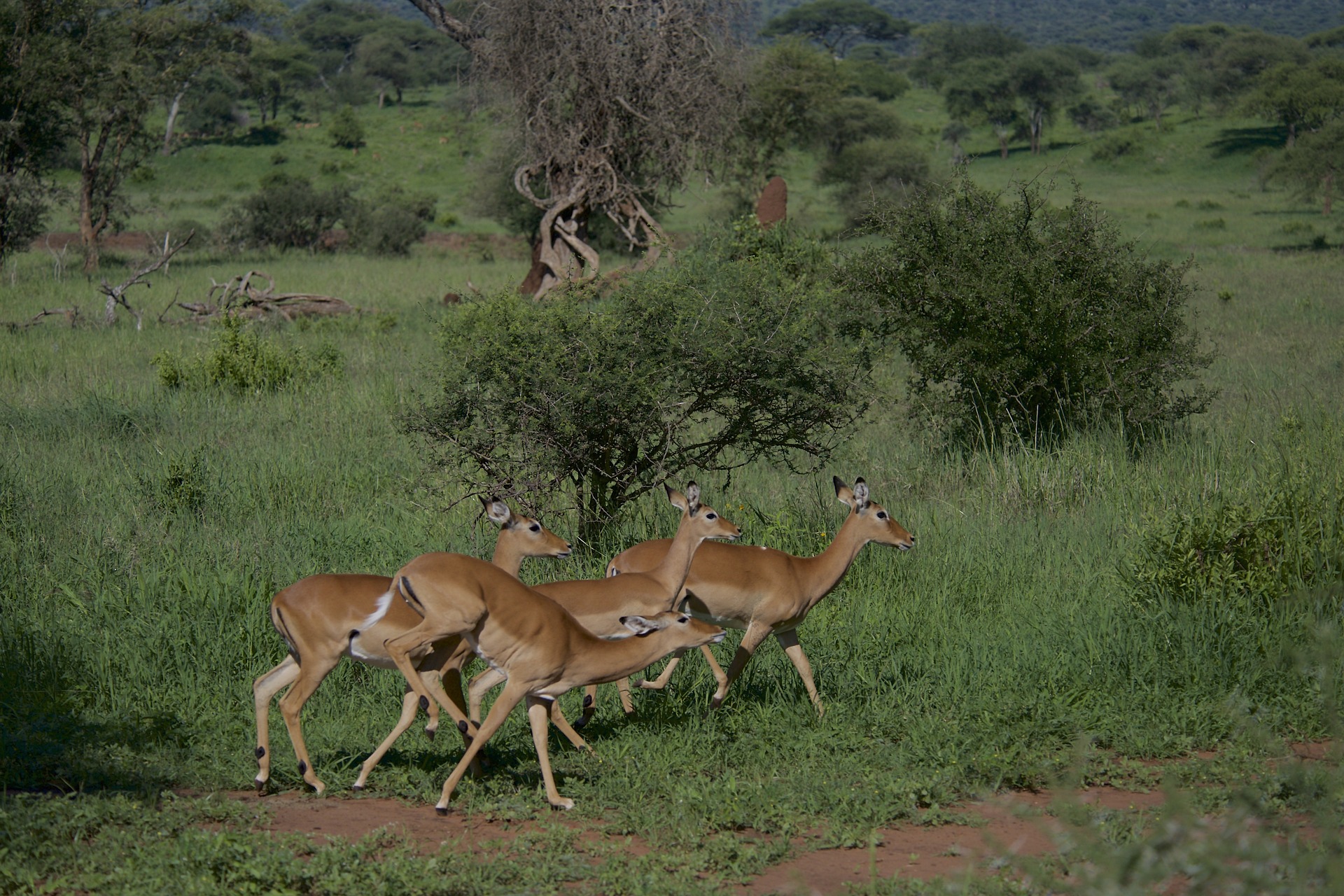 Lake Manyara National Park